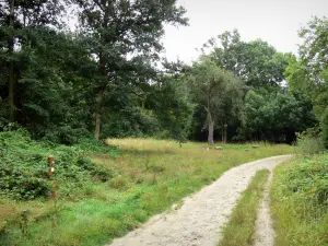 Forêt de Sénart - Forêt domaniale : chemin forestier bordé d'arbres et de végétation