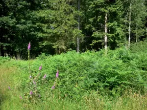 Forêt de Sillé - Fleurs sauvages, végétation et arbres de la forêt domaniale ; dans le Parc Naturel Régional Normandie-Maine