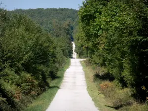 Forêt de Tronçais - Route forestière de la forêt domaniale de Tronçais bordée d'arbres