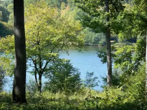 Forêt de Tronçais - Arbres au bord de l'étang de Pirot