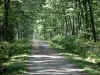 La forêt de Tronçais - Forêt de Tronçais: Chemin forestier de la forêt domaniale de Tronçais bordé d'arbres