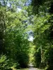 La forêt de Tronçais - Forêt de Tronçais: Chemin forestier de la forêt domaniale de Tronçais bordé d'arbres