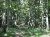 La forêt de Tronçais - Forêt de Tronçais: Chemin forestier de la forêt domaniale de Tronçais bordé d'arbres