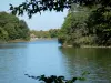 Forêt de Tronçais - Étang de Saloup entouré d'arbres