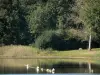 Forêt de Tronçais - Étang de Saint-Bonnet-Tronçais et arbres de la forêt domaniale de Tronçais