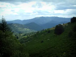 Forêt des Vosges - Collines avec des arbres (Parc Naturel Régional des Ballons des Vosges)