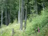 Forêt des Vosges - Arbres d'une forêt (Parc Naturel Régional des Ballons des Vosges)