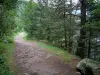 Forêt des Vosges - Chemin (sentier) bordé d'arbres (Parc Naturel Régional des Ballons des Vosges)
