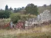 Forez mountains - Remains of a stone wall, vegetation and shrubs; in the Livradois-Forez Regional Nature Park