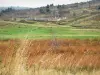 Forez mountains - Spikes in the foreground, grass (pasture) and trees; in Livradois-Forez Regional Nature Park