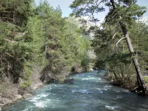 Freissinières valley - Biaysse (Biaisse) torrent lined with trees; in the Écrins National Nature Park