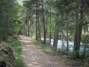 Freissinières valley - Road lined with trees alongside the Biaysse (Biaisse) torrent; in the Écrins National Nature Park