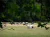 French Gâtinais Français Regional Nature Park - Herd of cows in a meadow, tree branches in foreground