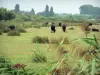 Gard Camargue - Little Camargue: reeds in the foreground, black bulls in a pasture and trees