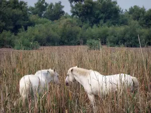 Gard Camargue - Little Camargue: two white horses in the reeds