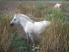 Gard Camargue - Little Camargue: white horse and reeds