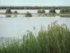 Gard Camargue - Little Camargue: reeds and pond