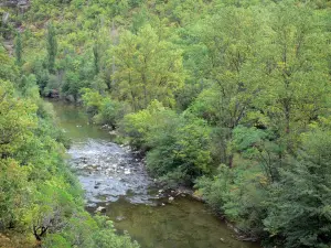 Gargantas del Dourbie - Los árboles a lo largo del río Dourbie, en el Parque Natural Regional de Causses