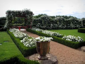 Gärten des Landsitzes von Eyrignac - Rosengarten und seine weissen Rosen, im Périgord Noir