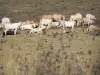 Gascogne Landschaften - Kuhherde auf einer Wiese