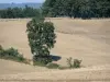 Gascogne Landschaften - Baum inmitten der Felder