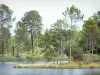 Gascon Landes Regional Nature Park - Hostens departmental estate: pine forest, reeds and lake in a green area 