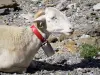 Gavarnie cirque - Ram (sheep) with a bell; in the Pyrenees National Park