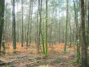 Gâvre forest - Vegetation, leaves and trees of the forest