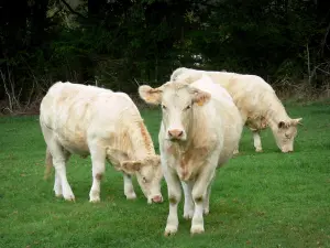 Gebergte van de Bourbonnais - Koeien in een weiland