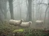 Gebirge Noire - Schafe im Wald, mit Nebel Wetter