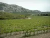 Gebirgskette Alpilles - Kalkhaltige Bergkette Alpilles, die ein Feld mit Rebstöcken beherrscht (Weinbaugebiet von Les Baux-de-Provence)