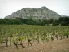 Gebirgskette Alpilles - Feld mit Rebstöcken (Weinbaugebiet von Les Baux-de-Provence), Wald und kalkhaltige Bergkette Alpilles, die die Gesamtheit überragt