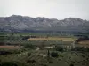 Gebirgskette Alpilles - Tal der Baux mit Feldern mit Rebstöcken (Weingebiet von Les Baux-de-Provence) und Olivenbäume, Zypressen und Bäume, kalkhaltige Bergkette Alpilles im Hintergrund