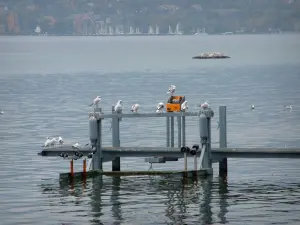 Genfer See - Möwen auf einem Steg und See