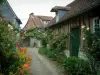 Gerberoy - Narrow paved street with climbing rosebush (roses), flowers, plants and half-timbered houses