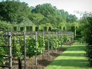 Giardini del priorato di Notre-Dame d'Orsan - Giardino del chiostro di ispirazione medievale con vigne, piante e alberi