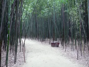 Giardino di bambù di Prafrance - Anduze di bambù (sulla città di Générargues), giardino esotico: viale di bambù (foresta di bambù)