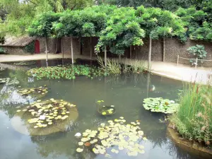 Giardino di bambù di Prafrance - Anduze di bambù (sulla città di Générargues), Giardino Esotico: laghetto costellato di lily pad e ombroso pergolato di glicine