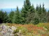 Gipfel Portel - Bäume und Bodenbewuchs; im Regionalen Naturpark der Ariège Pyrenäen