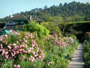 Giverny - Garten von Monet: Clos Normand: blühende Rosensträucher und Zierpflanzen