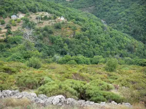 Gole della Dourbie - Mountain fiancheggiata da alberi e vegetazione nelle Cévennes