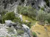 Gorges de Galamus - Fleuve Agly bordé de végétation