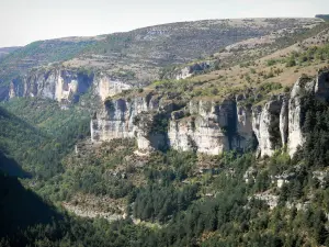 Gorges de la Jonte - Vue sur la forêt et les falaises calcaires (parois rocheuses) des gorges