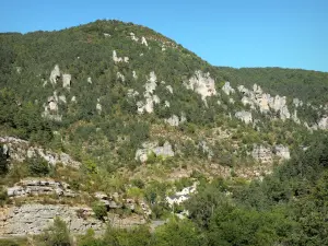 Gorges de la Jonte - Route des gorges, forêt, rochers et falaises calcaires