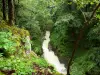 Gorges de la Langouette - Gorges, rivière (la Saine) et arbres