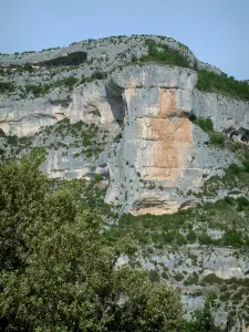 Gorges de la Nesque - Arbres et falaise abrupte (paroi rocheuse) et arbres du canyon sauvage