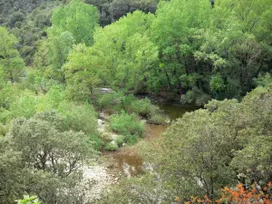 Gorges de l'Orb - Fleuve Orb et arbres, dans le Parc Naturel Régional du Haut-Languedoc