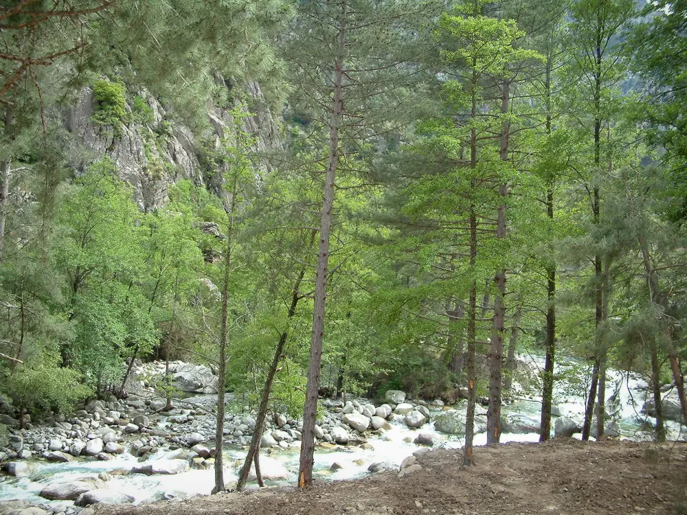 Les gorges de la Restonica - Gorges de la Restonica: Torrent (rivière) la Restonica bordé de rochers et d'arbres