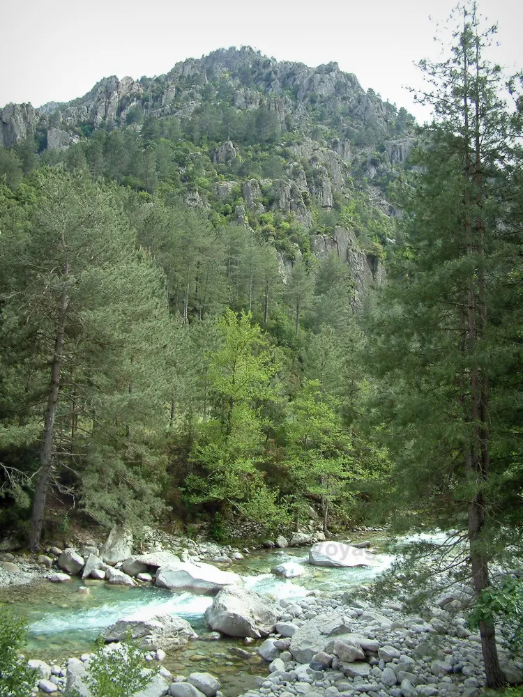 Les gorges de la Restonica - Gorges de la Restonica: Torrent (rivière) la Restonica, arbres et montagne