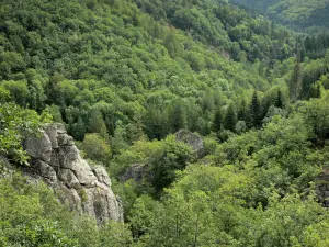 Gorges du Tapoul - Parc National des Cévennes : paysages verdoyant des gorges